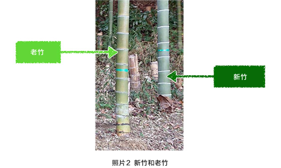 照片2 新竹和老竹